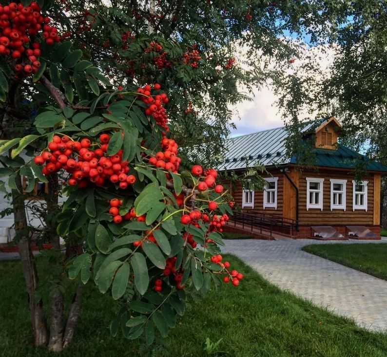 Опасные деревья: чего избегать при озеленении вашего сада