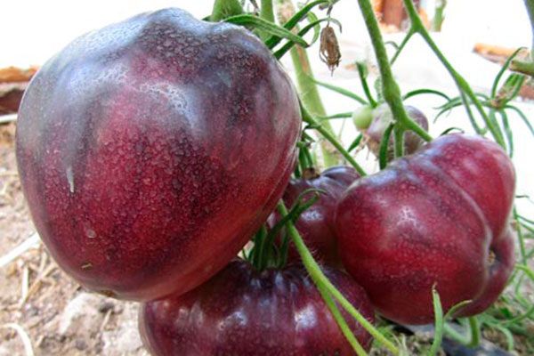 Тёмно-фиолетовые томаты сорта Кас 21: знакомьтесь с уникальным вкусом