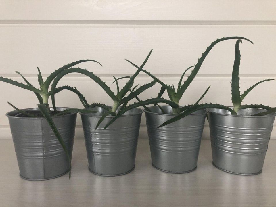 Идеальные комнатные растения для занятых