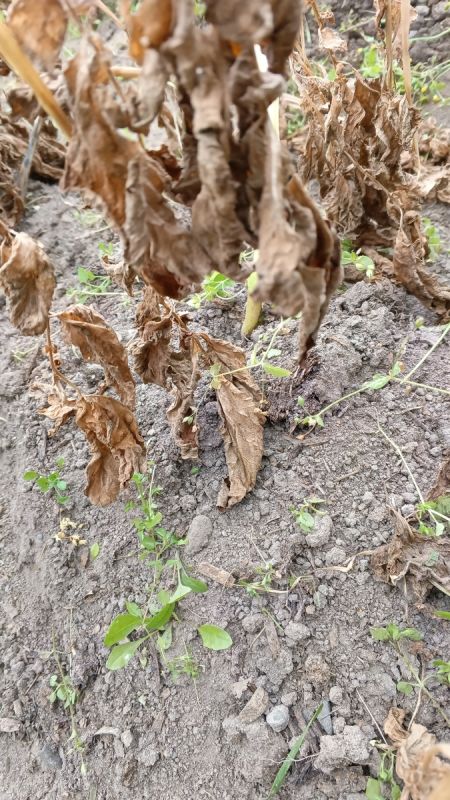 Почернение ботвы картошки: фитофтора или естественный процесс?