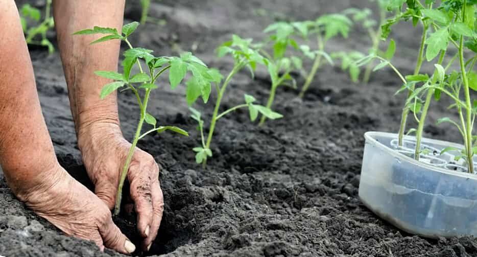 Оптимальные условия для томатов