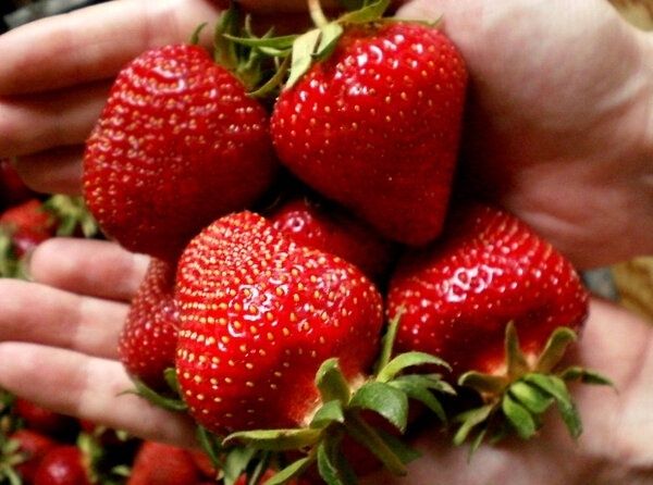 Тайны замороженной клубники: как сохранить вкус и форму за зиму