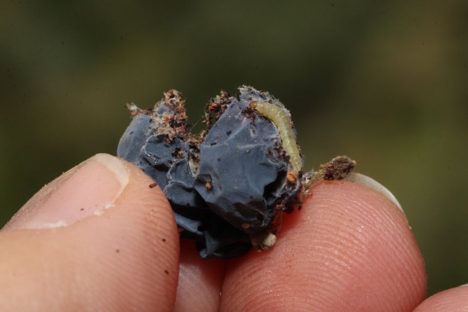 Червивый виноград: как справиться с вредителями, угрожающими урожаю