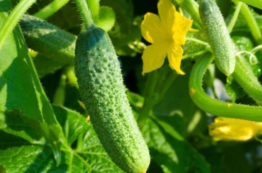 Лучшие огурцы для вашего огорода: топ-сорта для теплиц и открытого грунта