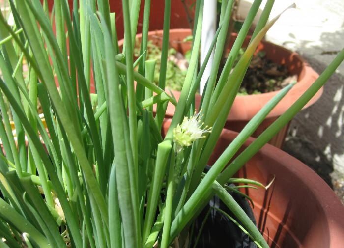 Как избежать стрелкования лука и гарантировать богатый урожай