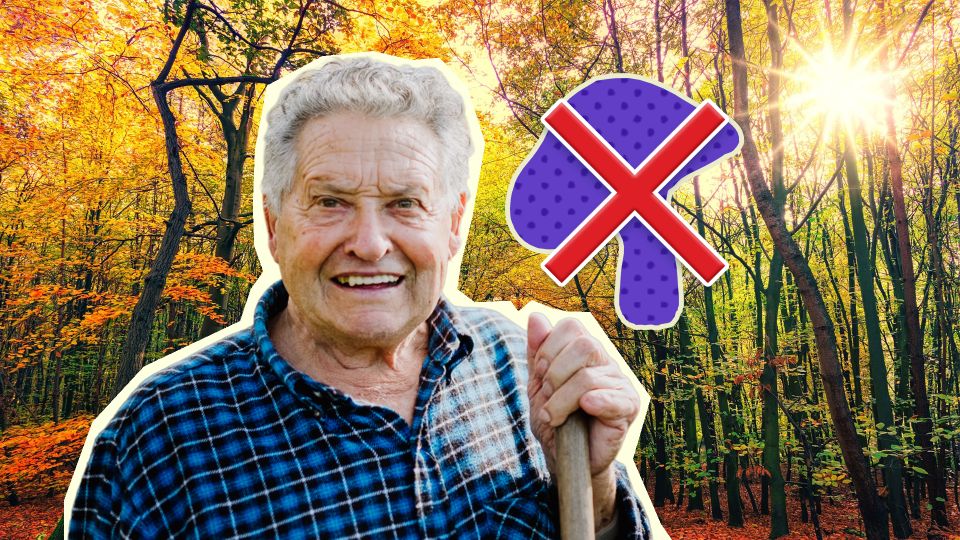 Как будет действовать закон о запрете сбора краснокнижных грибов: юрист разъяснил правила