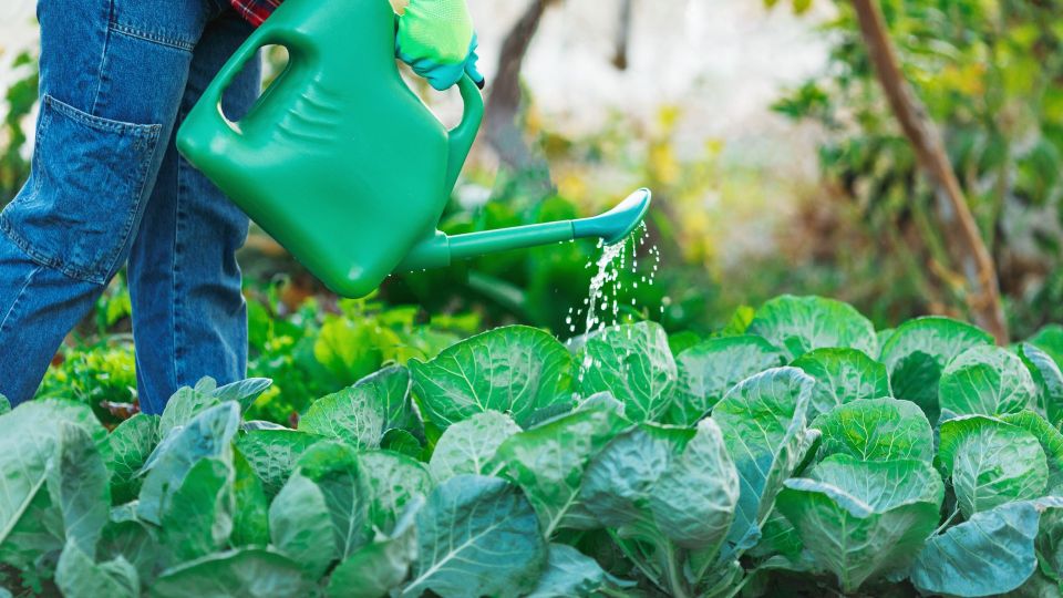 Вредители разбегутся с капустных грядок за пару часов: опрыскайте листья вот чем