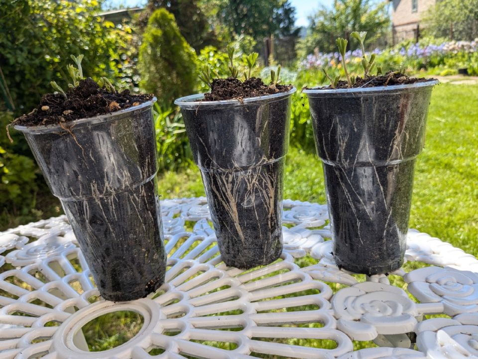 Когда лучше всего высаживать садовые лютики: секреты успешного проращивания