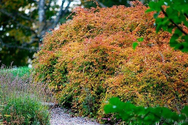 Смородина Железистая: идеальный спутник для вашего сада