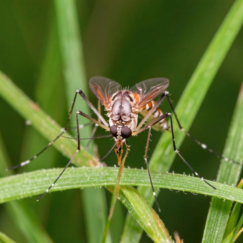 Устраните комаров: эффективная самодельная ловушка для летних вечеров