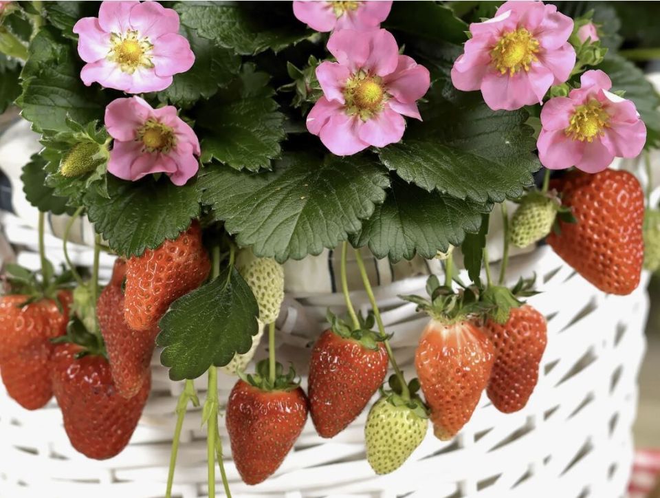 Декоративная клубника: красота и урожай в вашем саду