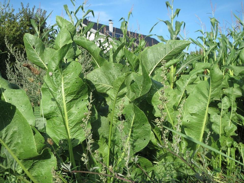 Как распознать хрен среди зелени: простые советы для садоводов