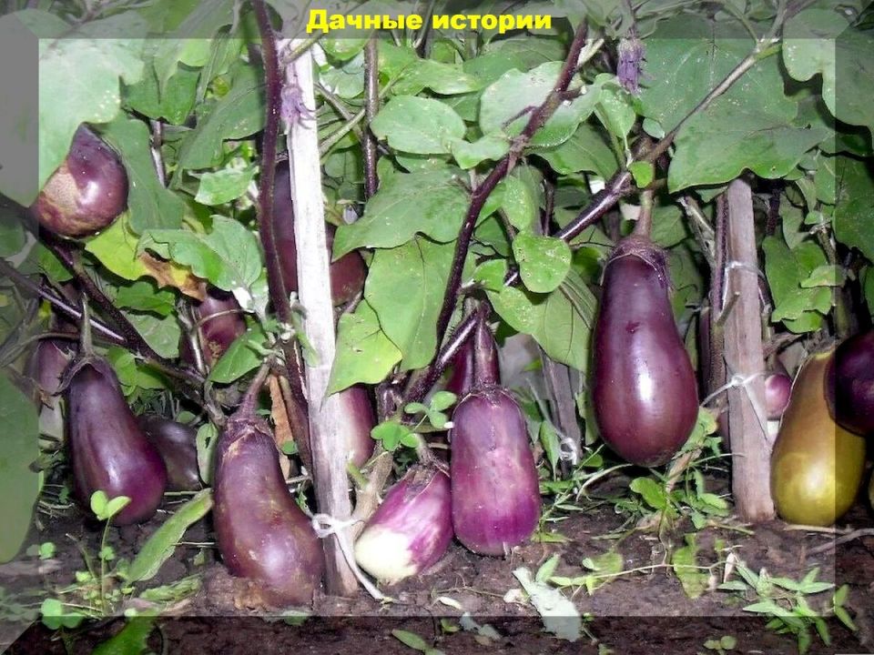 ����������� ����������: ������� ������ � 2025 ����