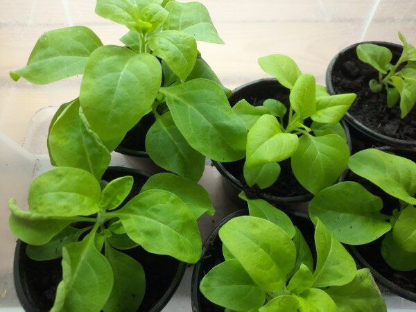 ������� ��� �������: ��� ��� ������ ������� � ������ �������