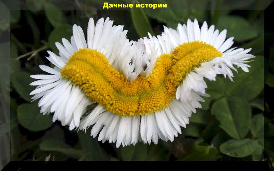 От чего зависит урожай: переопыление и вырождение сортов в садоводстве