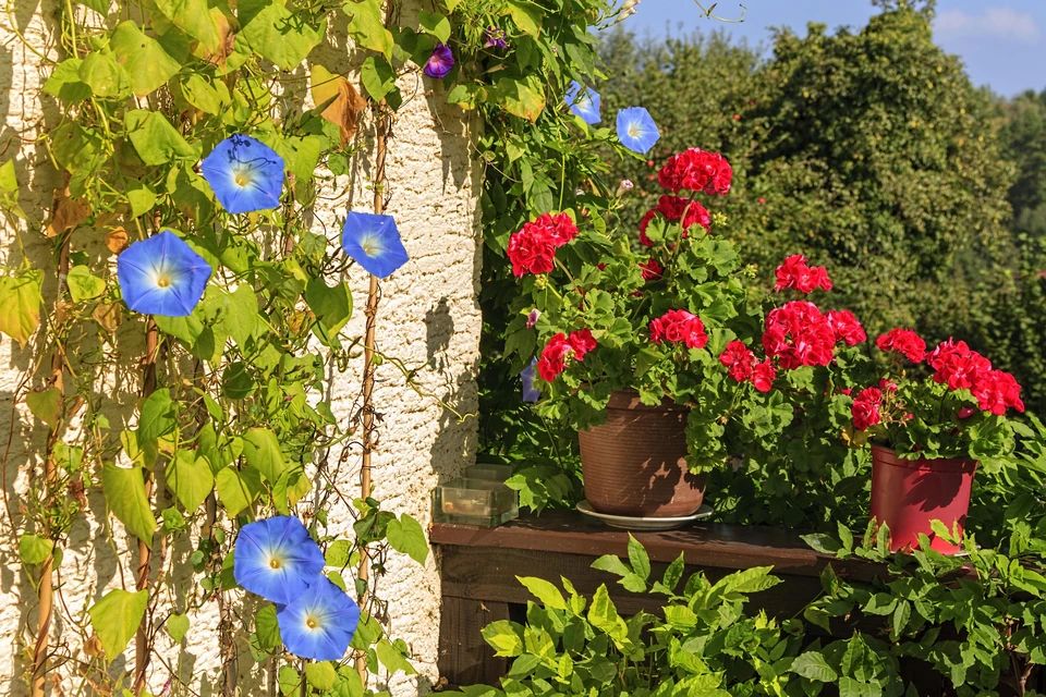 ������ ��� �������: ��� ��� ������� ������ ����� �������� � ��������� � �������