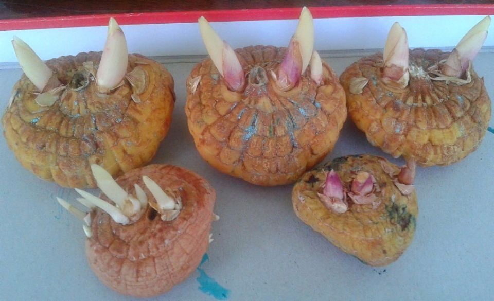 ��� ���������� � ����������� ������������ ������� ������ �����