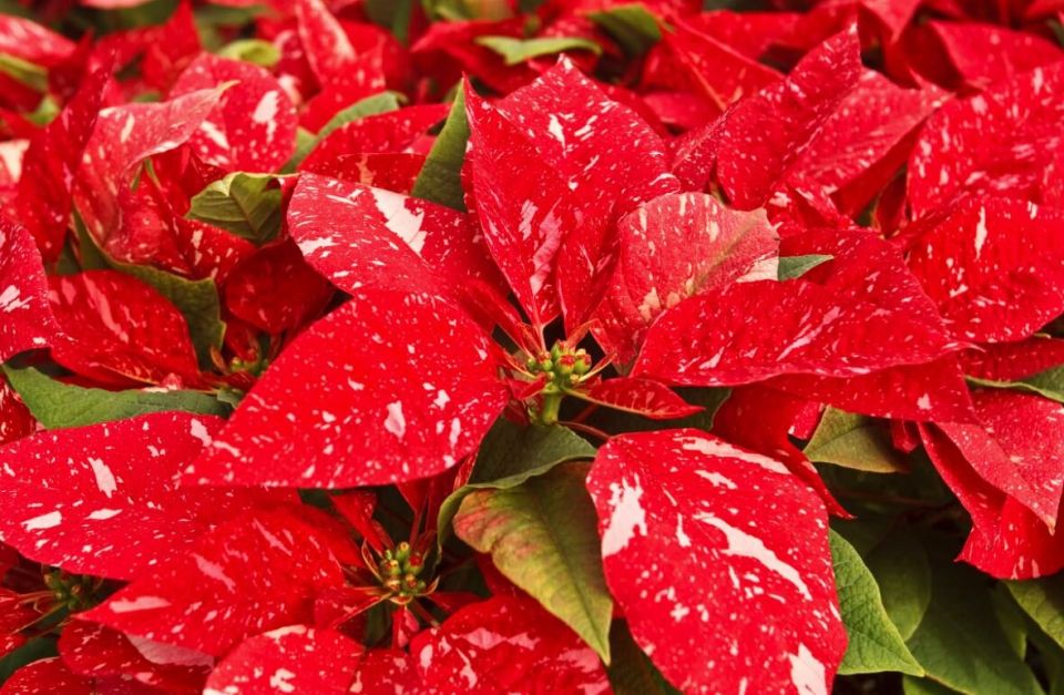 ������ �������� ����� ��������� �� ������ �������� �� ����� ���