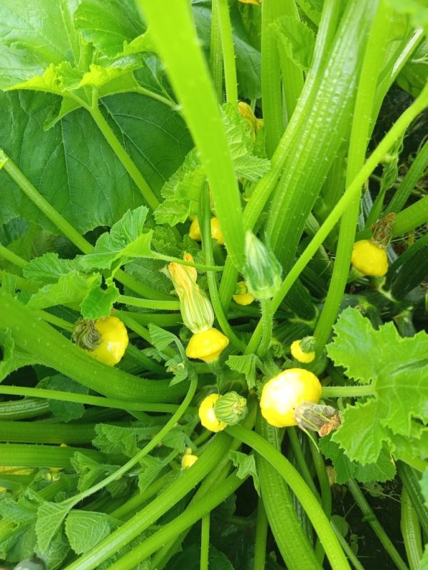 Патиссон Барокко: яркость на огороде и вкус в тарелке