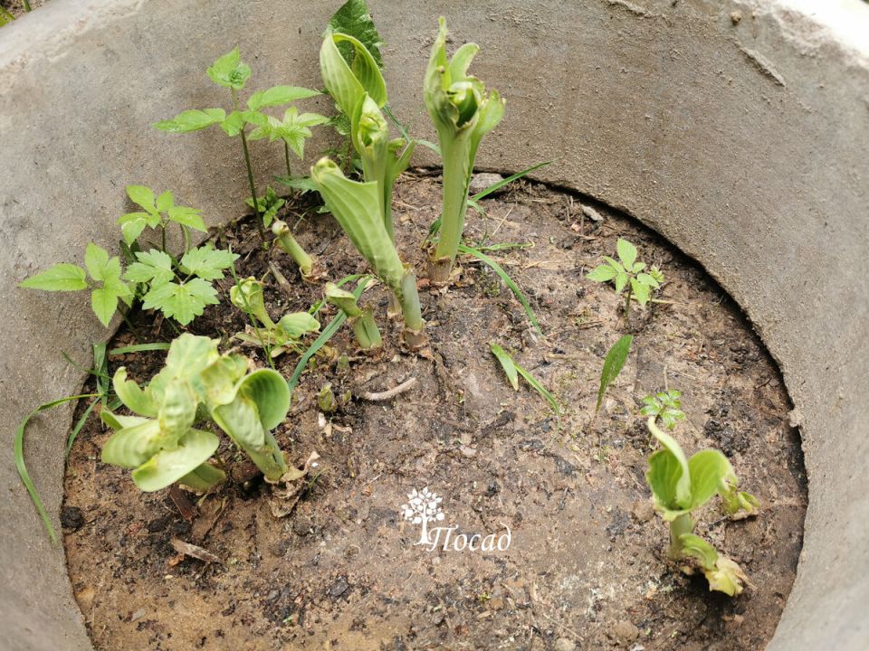 Цветы-мигранты: как создать зеленый уголок даже во время стройки