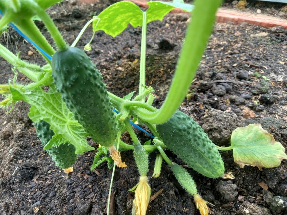 ��� �������� ������� � ������ ������ ����: ��� ������ � �������� � ��� �����������