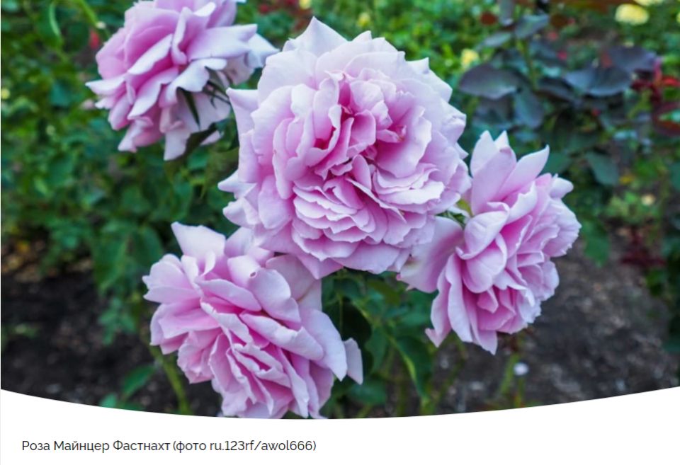 ��������� ���: ����� �������������� ������ ���� '������� ��������' ��������� ��� ������ ����?