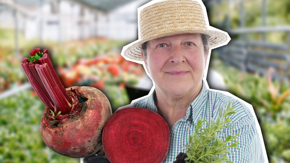 ��� ������ ������ ������� �� ������: �������� ������ � ������� �����