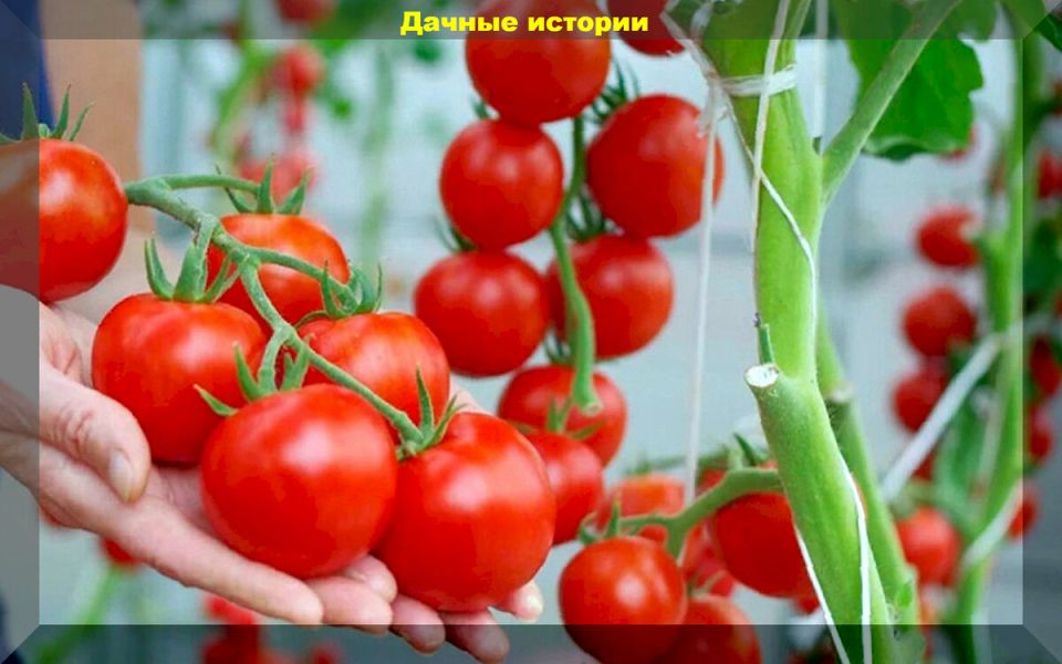 ����������� ����� ������� ��� ������ �������