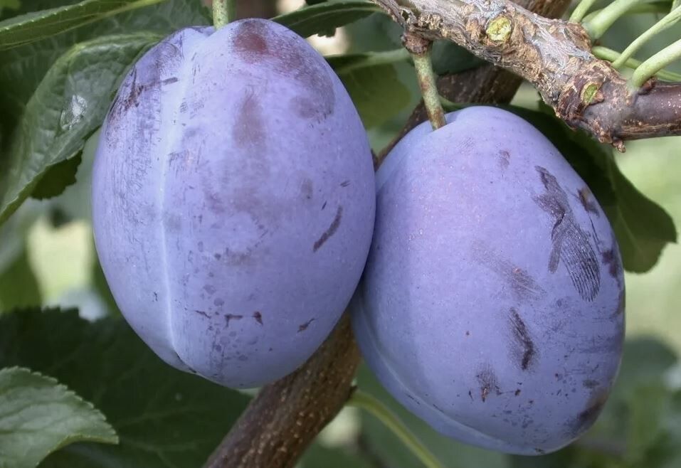 7 ������ ������ ���� ��� ������� ������