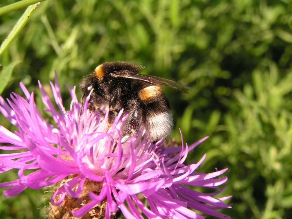 ��� ��������� ������: ������� ����������� ���������� �� ��� ������� �������