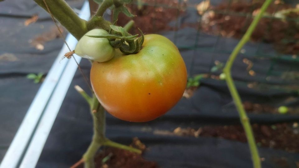 ������� ���������� ��������: ������ ������ �� ������������ �����