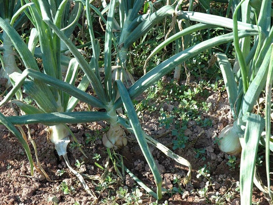 �������� � ����������� ������� ������: ��� ������?