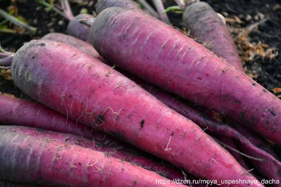 ��������� ��������� ������������: ������� ������� ���������� � ��������������