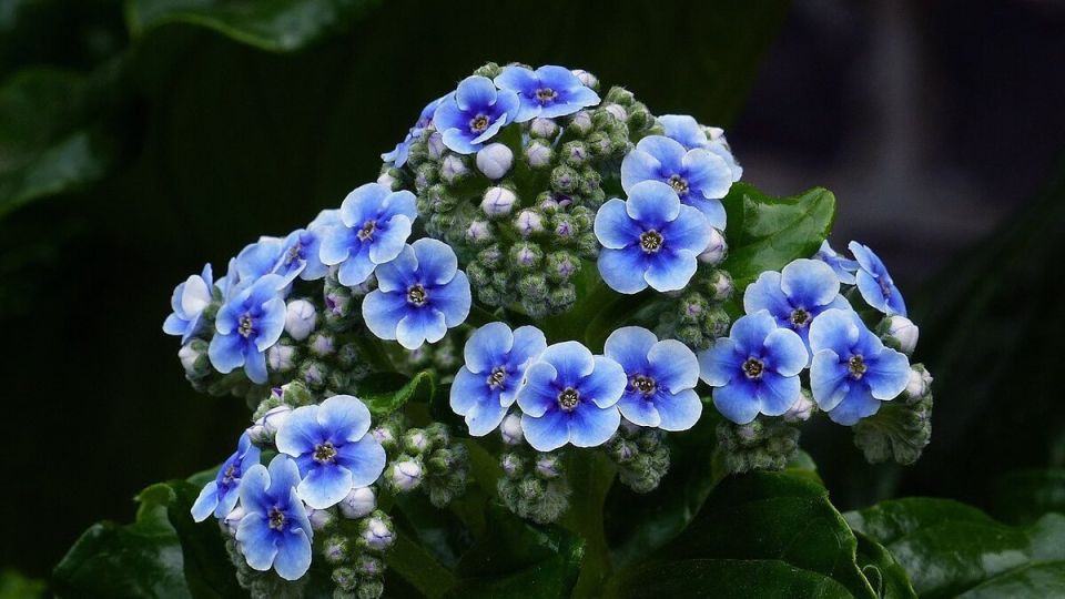 Незабудки: секреты ухода за этими нежными цветами в вашем саду