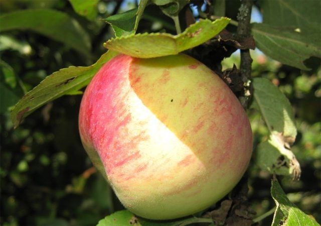 ������� ����� ����� ��� ������� ������