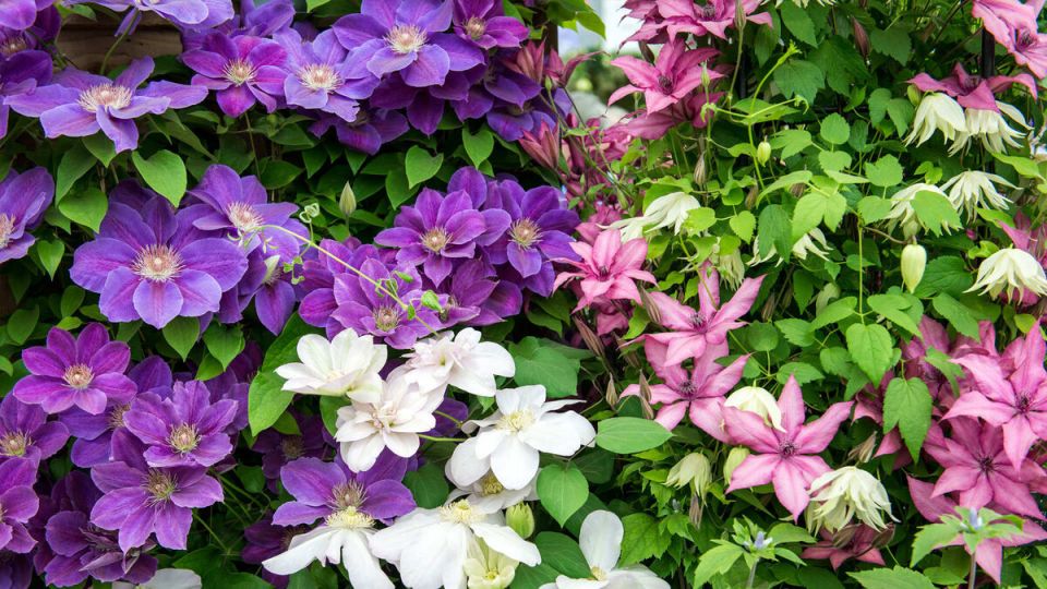 ������ ������ ����������� ����������: ����� � ������� ������ � ������ ������������