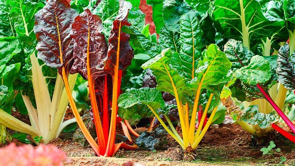 �������� ��� ����������� ������� ��� �������: ���������������, ������ � �������� �����