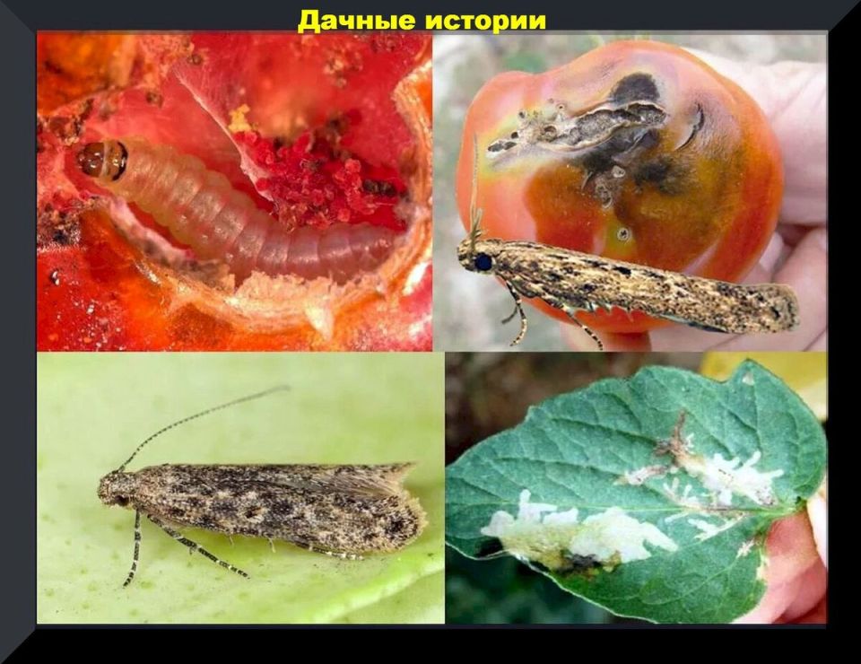 ��������� ����������: ��� �������� ���������� ������� � ��������� ������ � �������� ����