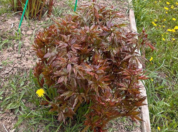 ������� ������� �������� ������: ���������������� ������ ���������