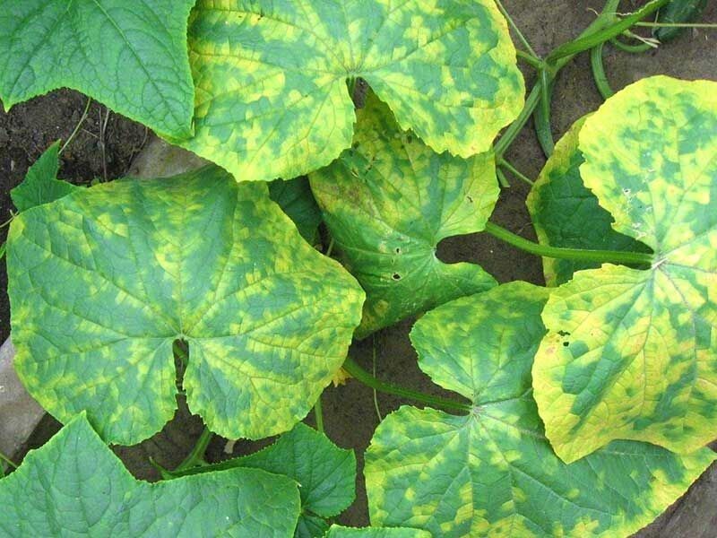 Мозаика на грядках: скрытая угроза урожаю и срочные меры, которые спасут сад