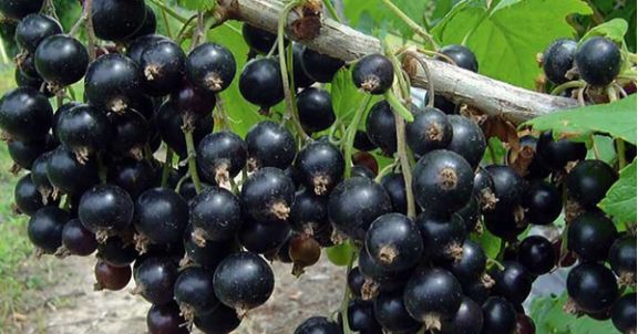 ��� ��������� �� ������ ���������� ����� ����� ������: 5 ������ �����