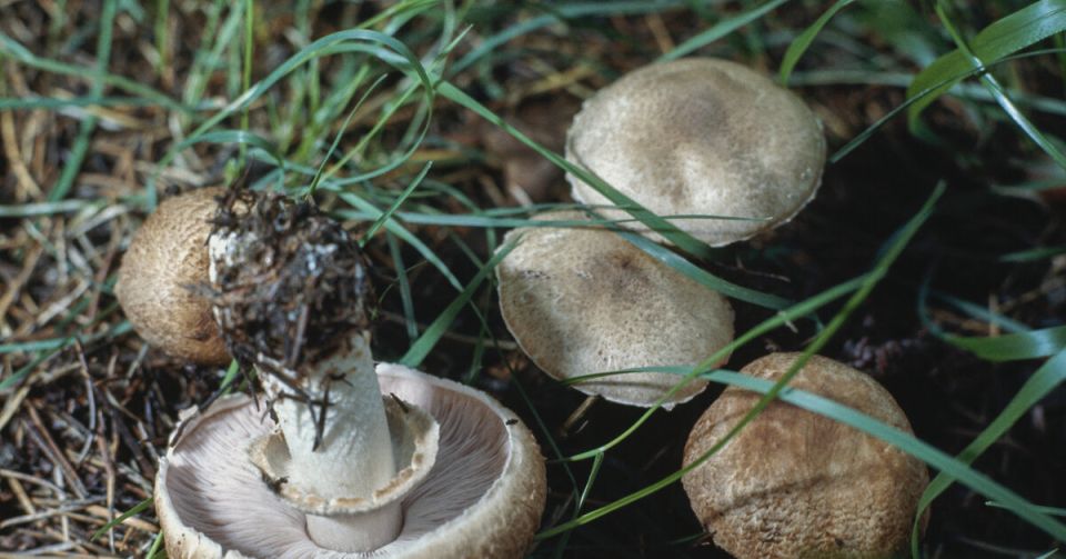 ����� �������: ��� ��������� �������� � �������� �� �������� ��������