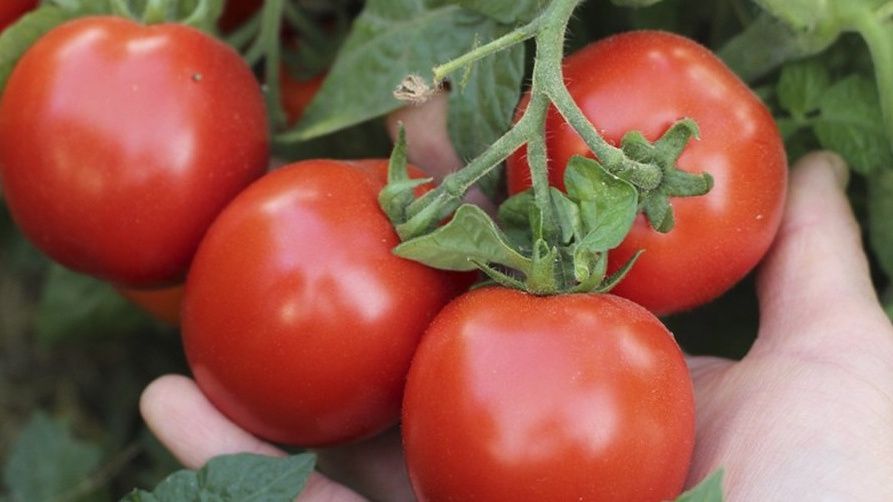 ��� ���������� � ��������� � �������: ������ �� �����