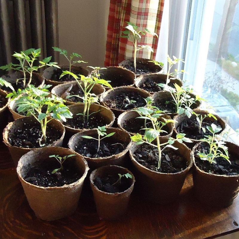 ��� ���������� �������� �������� ���� �������