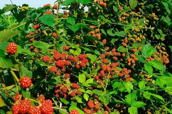 Как правильно ухаживать за ежевикой сорта Блэк Сатин на своем участке?