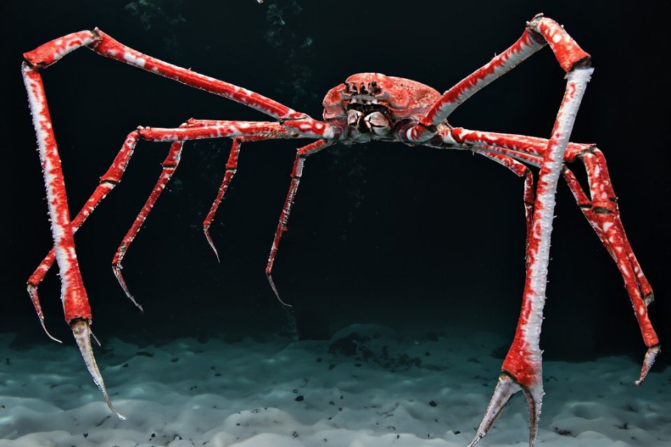 Гигантские крабы на дне океана: удивительные факты о японском крабе-пауке