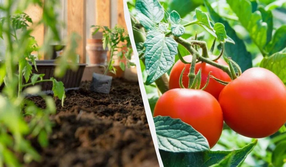 ������� ������� �� �������: ����� � ��� ��� ������� ���������