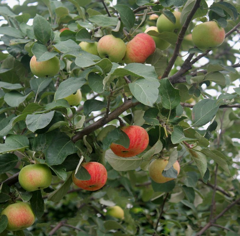 ���������� �� �������: �������� ���� � ��������� � �������� ��������