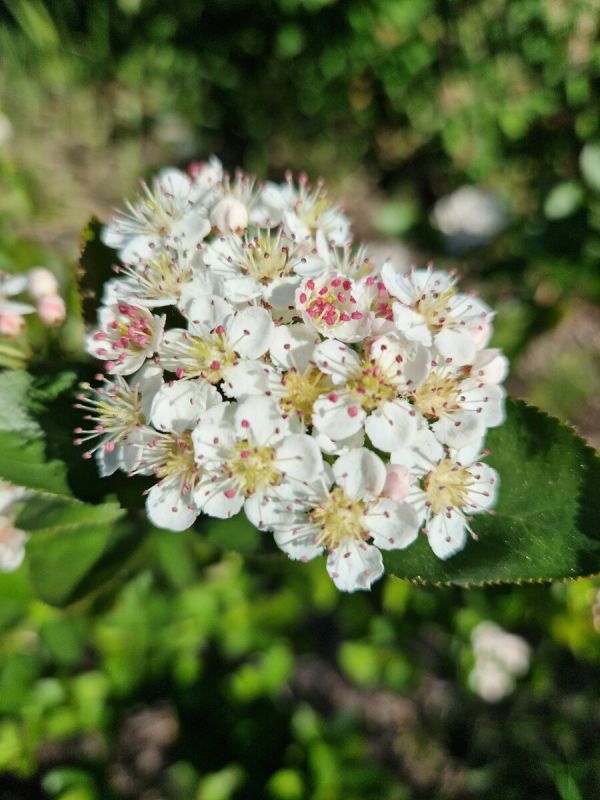 ���������� ������ ������: ��������� �������������� ��������