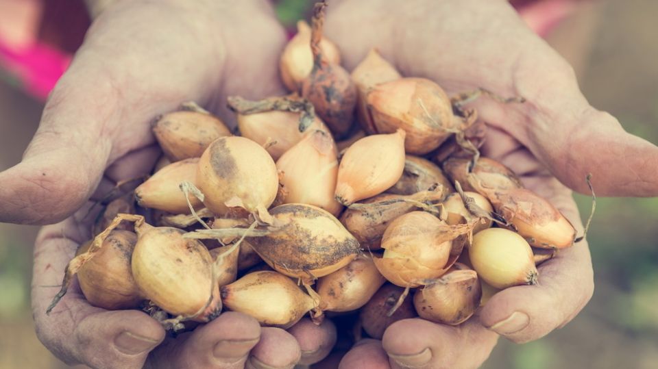 ��� �������� ����� ���������� �������� ������������� �����������